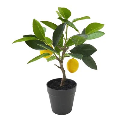 ملمس فواكه اللاتكس