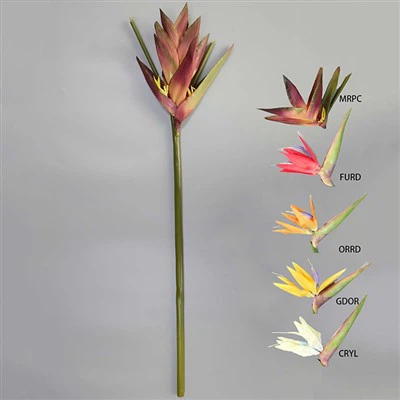 سيقان الزهور الاستوائية